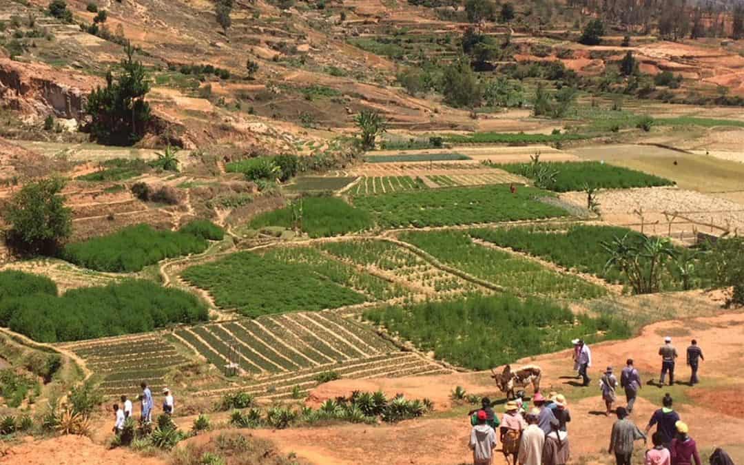 Les innovations soutenues par l’OSDRM : Vers une meilleure qualité de vie des paysans malgaches
